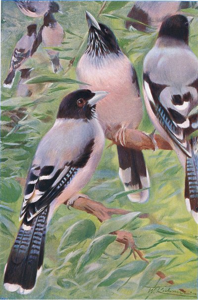 Lanzettierte Eichelhäher, aus Wildlife of the World, veröffentlicht von Frederick Warne & Co, um 1900 von Wilhelm Kuhnert